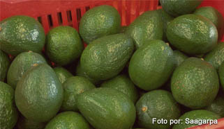 aguacate