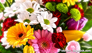 flores