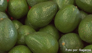 aguacate