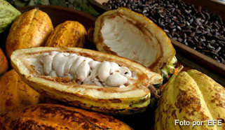 cacao