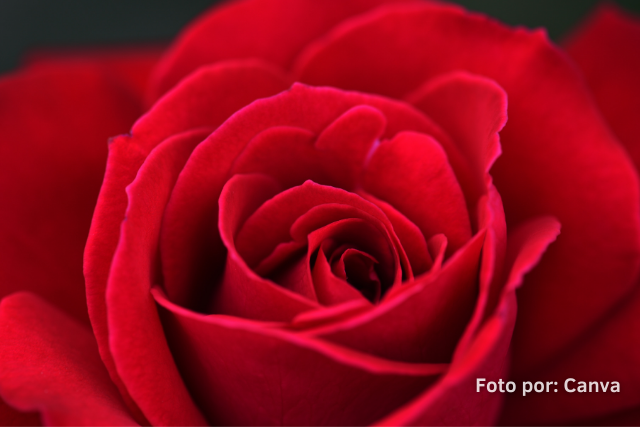 rosas