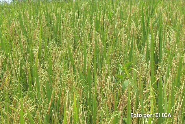 Exportación de arroz colombiano a EEUU