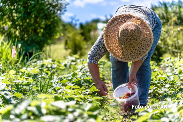 Comercio agropecuario latinoamerica