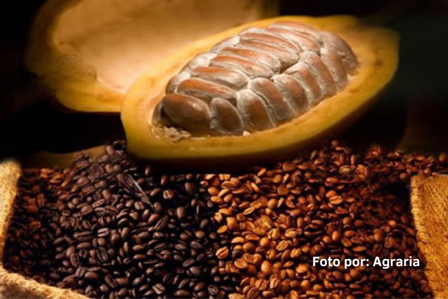 Exportacion de cafe y cacao de panama