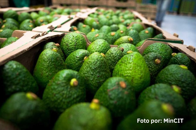 Exportación de aguacate Hass de Colombia