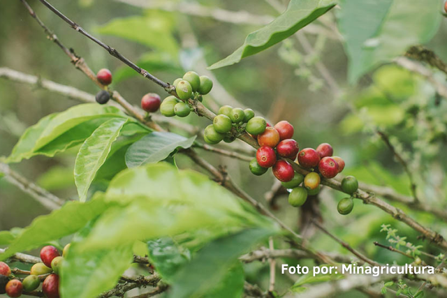 Producción_de_cafe_Colombia_2022