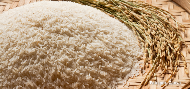 Arroz_palay_argentina_méxico