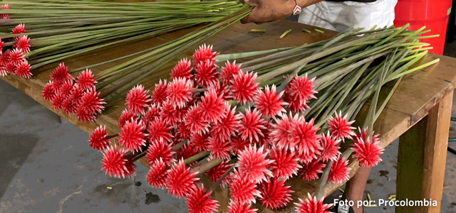 Exportaciones de flores exóticas 