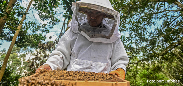 Prohiben la importación de fipronil en Colombia