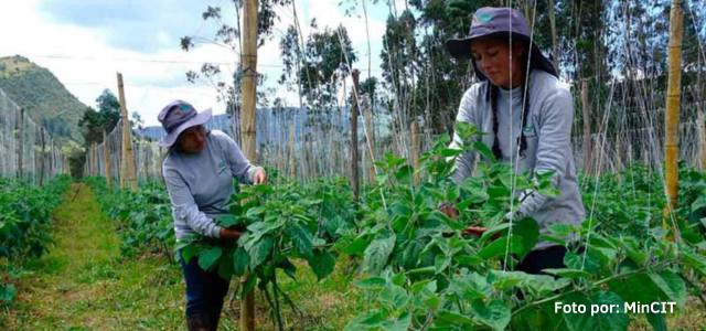 Exportación colombiana de Uchuvas a México