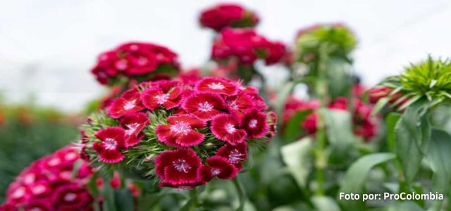 Las flores colombianas protagonizaron el Día de San Valentín en EE UU