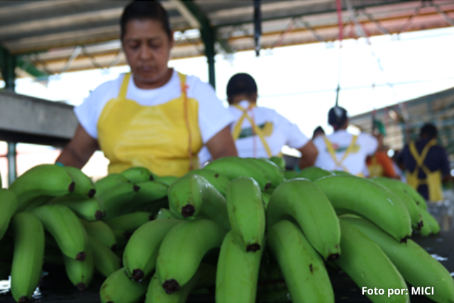 Exportaciones panameñas a noviembre del 2023