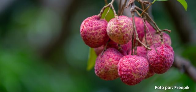 El Litchi, la Cereza China que está conquistando los mercados 