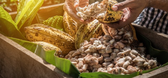 Exportación de cacao Colombia primer trimestre del 2024