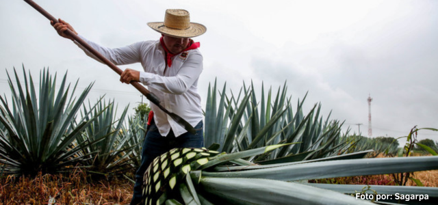 México aumentó en 22% el superávit de la balanza agroalimentaria