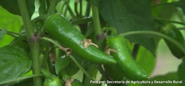 México, segundo exportador de chile, brócoli, coliflor, limón y pepino