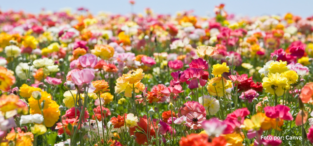 Exportacion colombiana de flores San Valentin